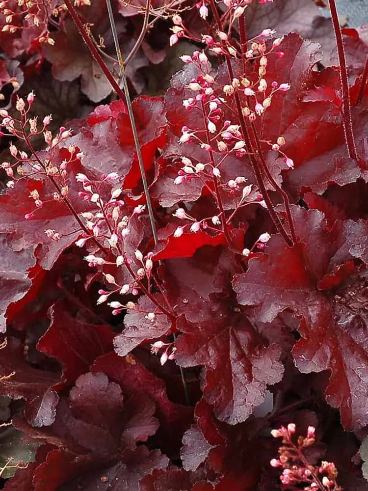 Coral Bells 'FOREVER Red' (Heuchera) — garden perennial