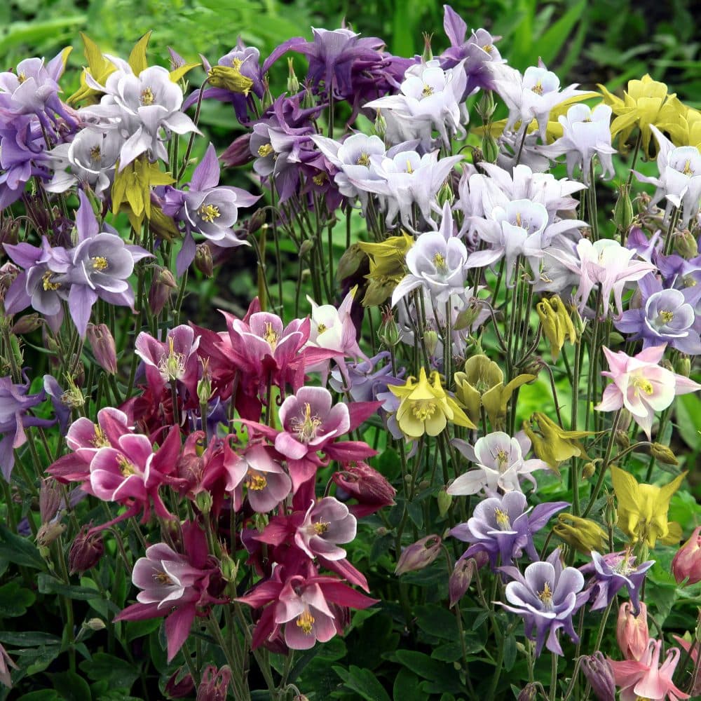Aquilegia Kirigami Mix — garden perennial
