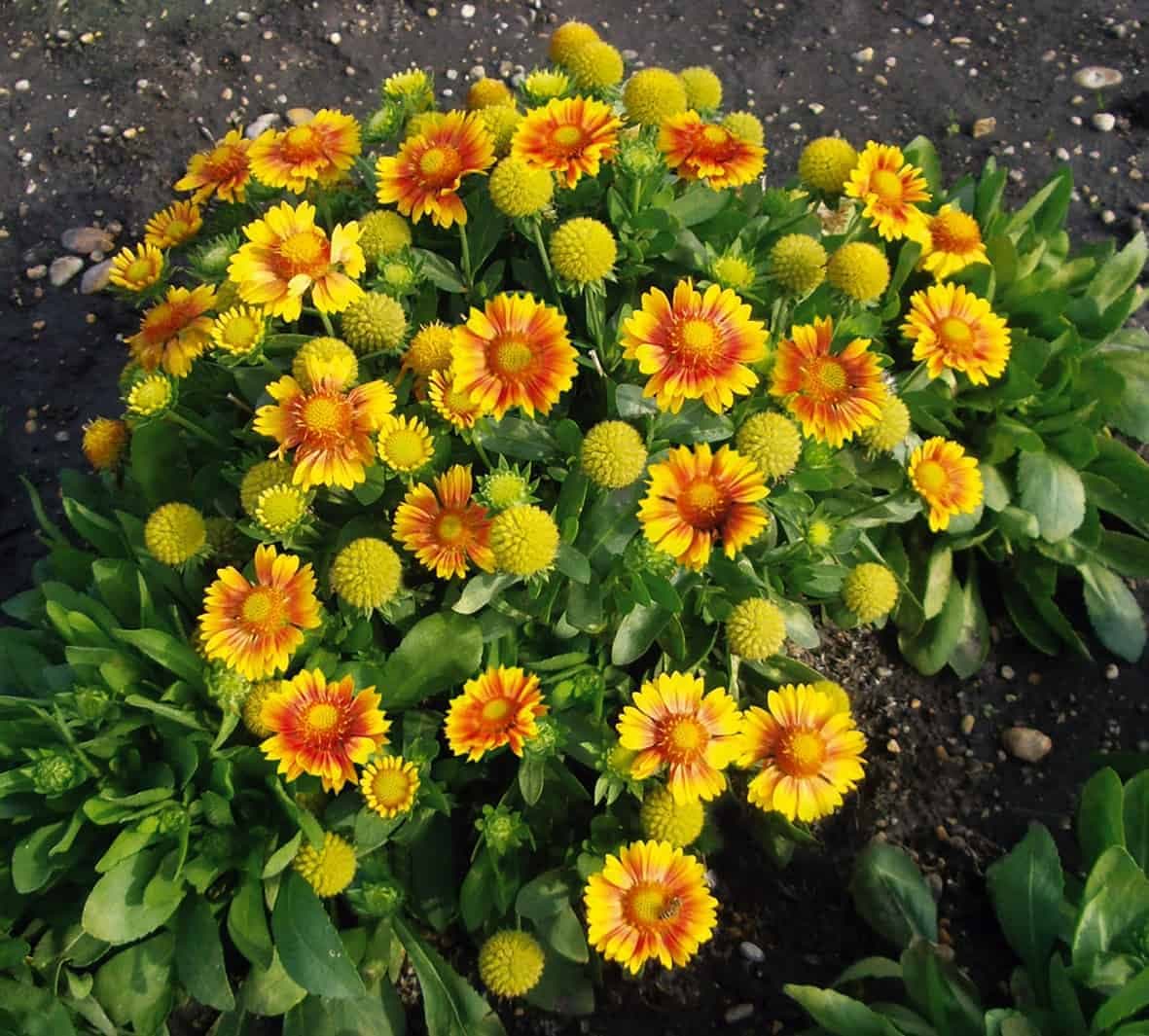 Gaillardia Arizona Apricot — garden perennial