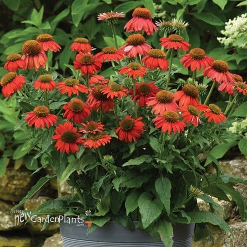 Coneflower 'Artisan Red Ombre' (Echinacea) — garden perennial