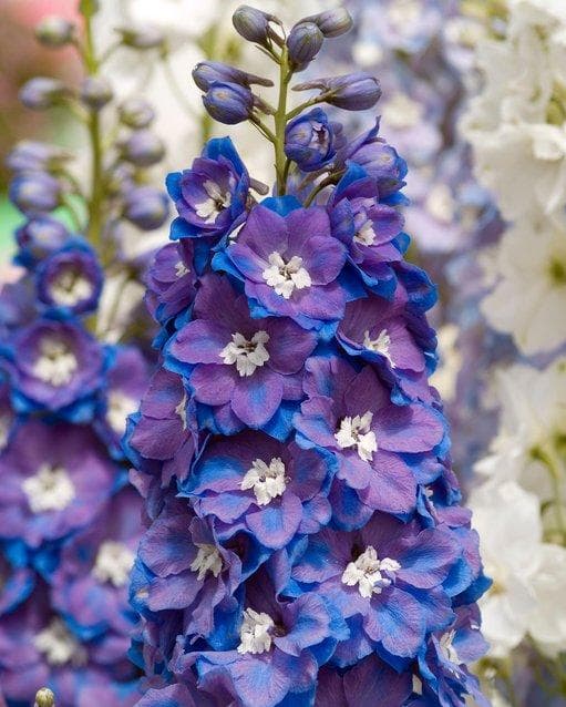 Delphinium Guardian Mix — garden perennial