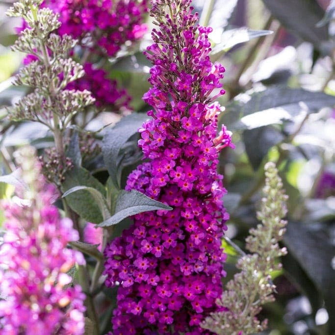 Buddleia Buzz Hot Raspberry — garden perennial