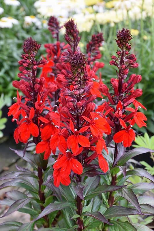 Lobelia Starship Scarlet — garden perennial