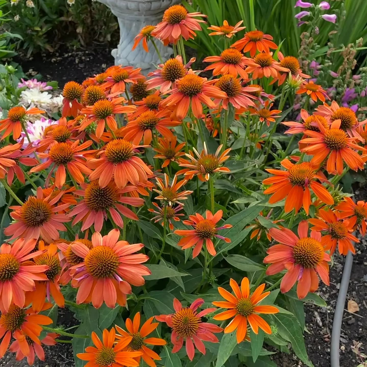 Coneflower Artisan Soft Orange (Echinacea) — garden perennial