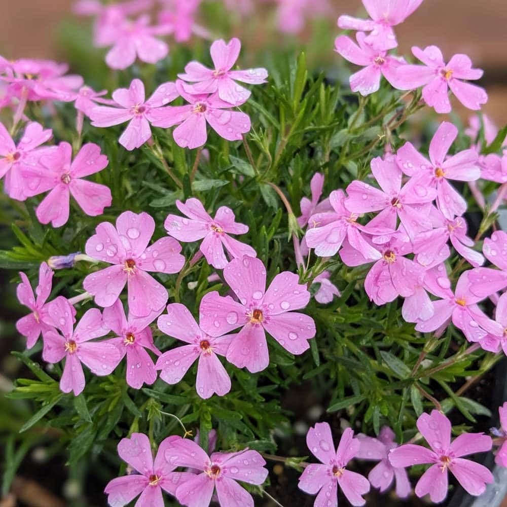 Creeping Phlox 'Emerald Pink' — garden perennial