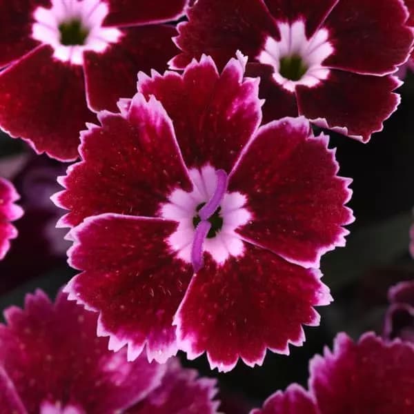 Dianthus Everlast Cherry Swirl — garden perennial