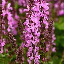 Meadow Sage 'Rose Marvel' (Salvia nemorosa) — garden perennial