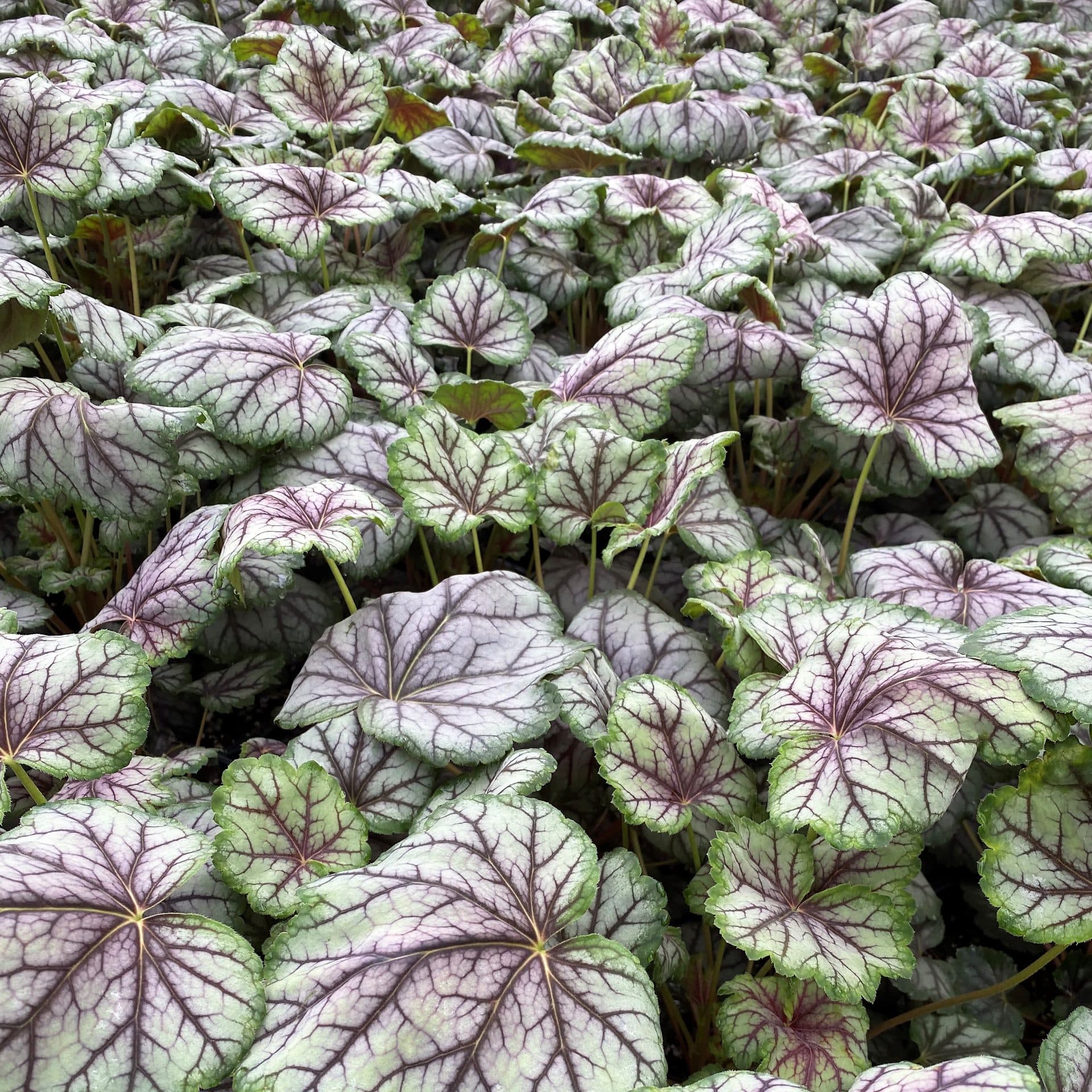 Coral Bells 'Green Spice' (Heuchera) — garden perennial