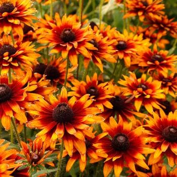 Rudbeckia 'Sweet as Honey' — garden perennial