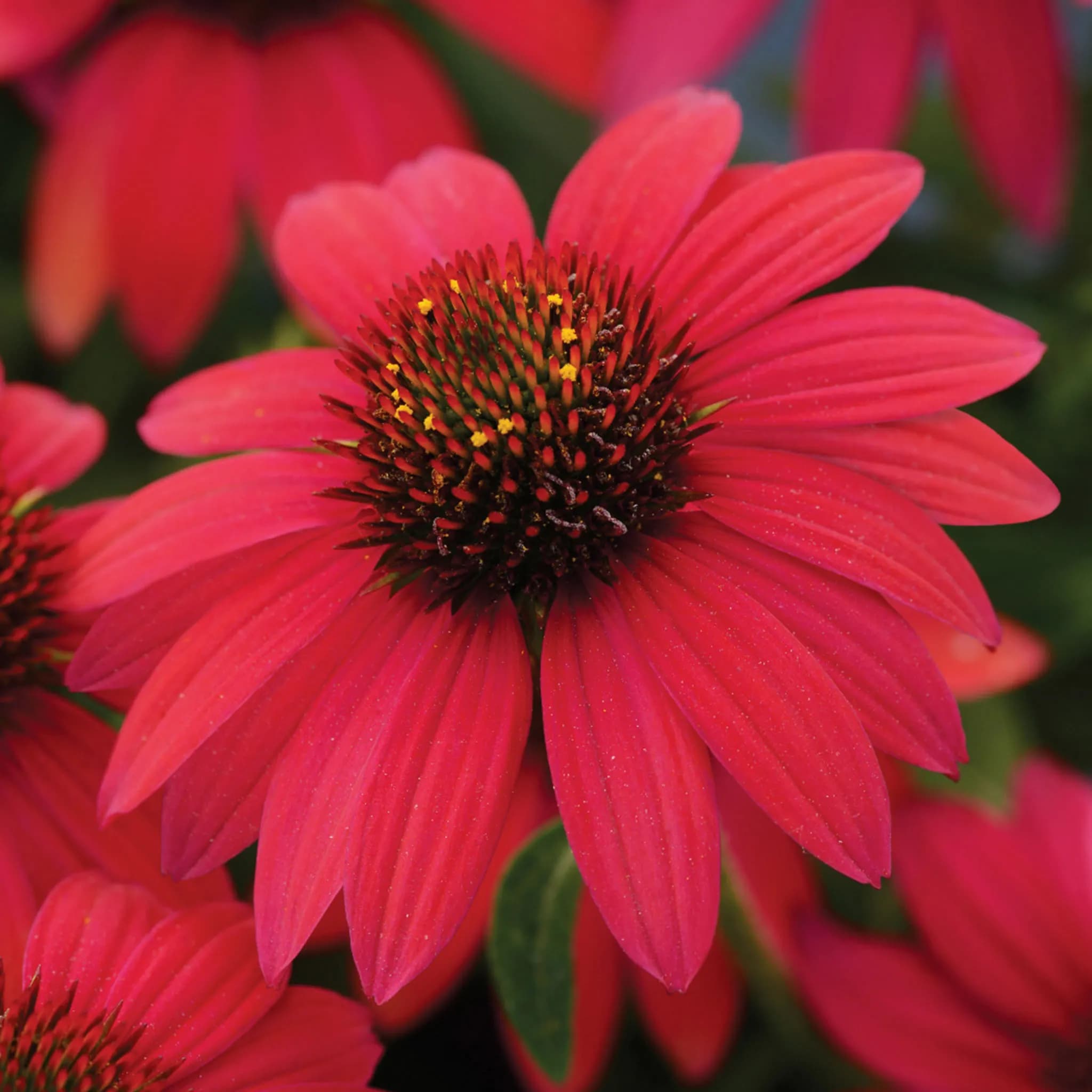 Conflower 'Sombrero Baja Burgundy' (Echinacea) — garden perennial