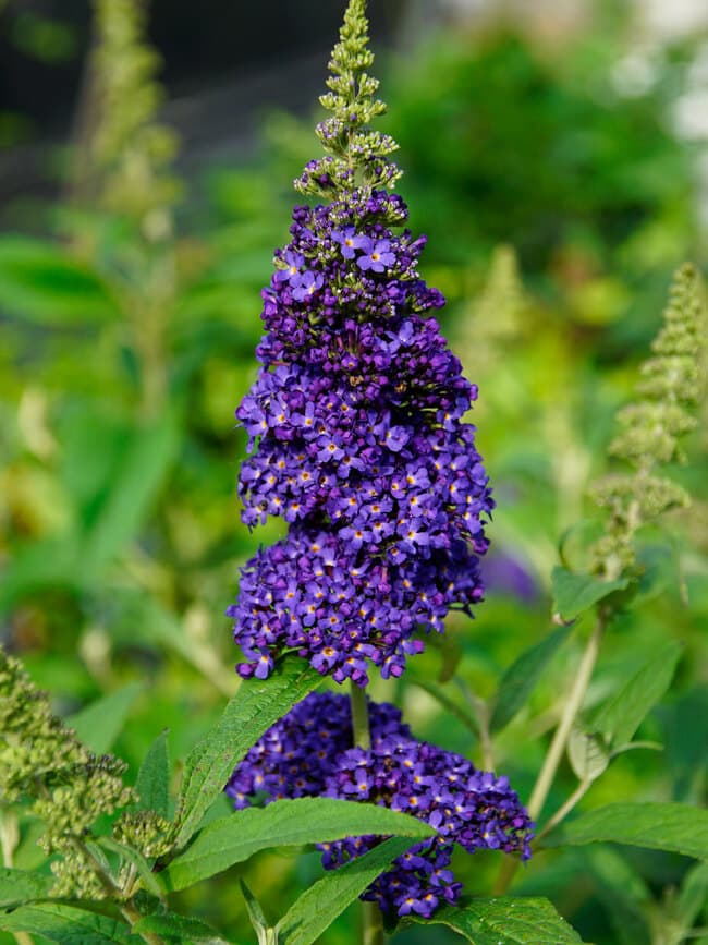 Buddleia Buzz Midnight — garden perennial