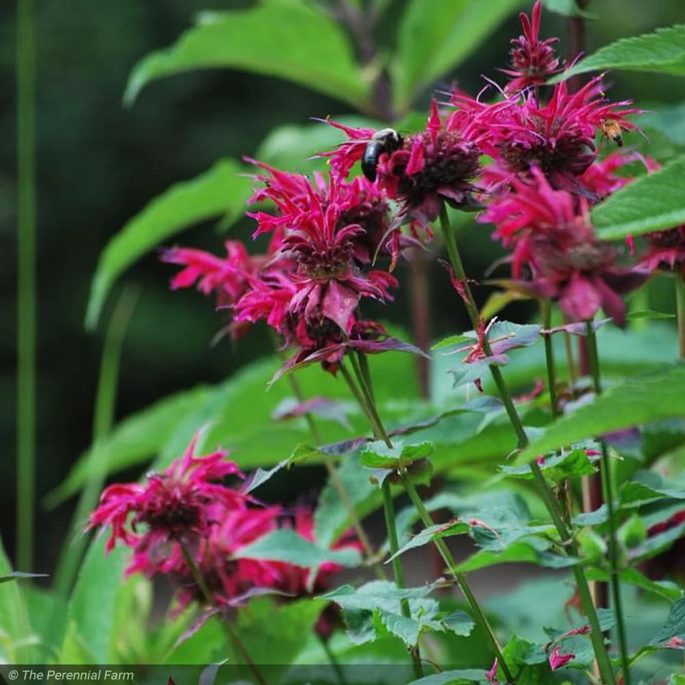 Bee Balm 'Raspberry Wine' (Monarda) — garden perennial