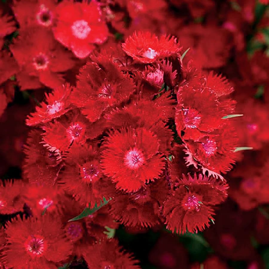 Dianthus Rockin Red — garden perennial