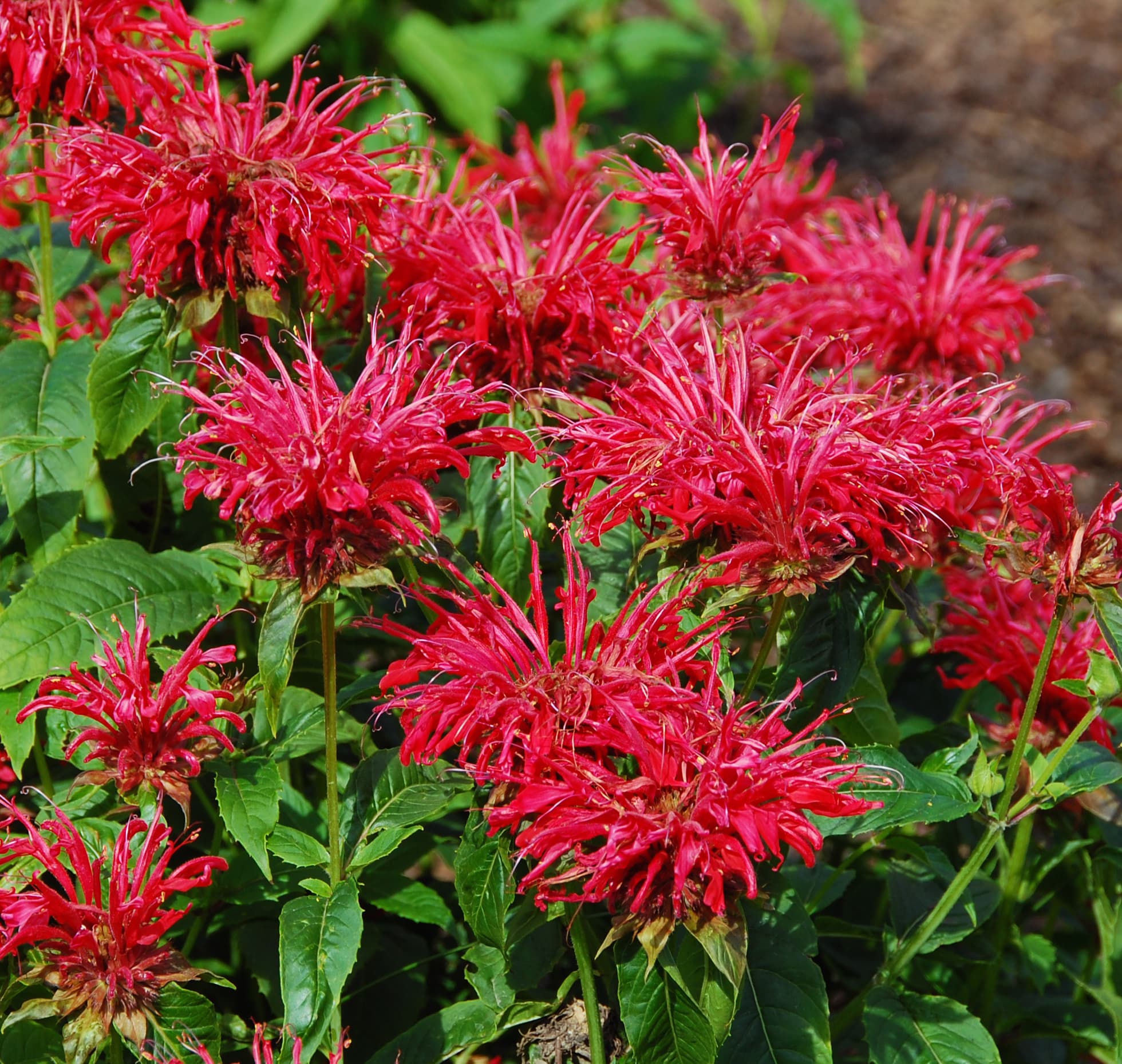 Bee Balm 'Fire Marshall' (Monarda) — garden perennial